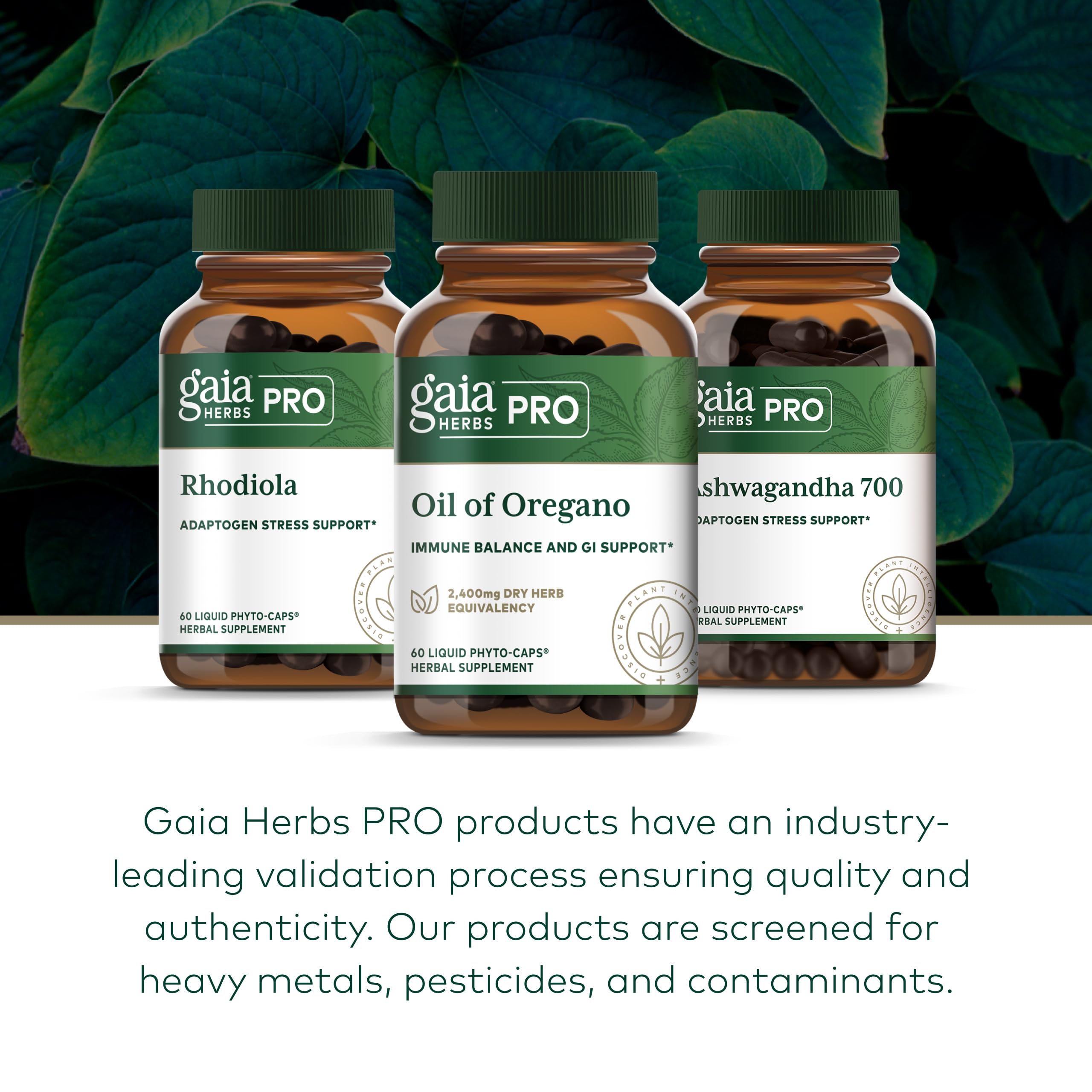 Gaia Herbs PRO Oil of Oregano 230mg supplement capsules in hand
