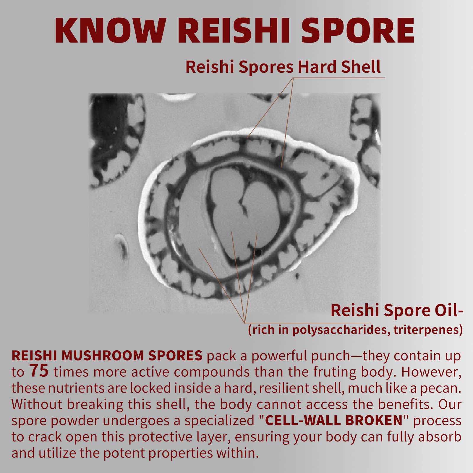 GANOHERB Reishi Mushroom Capsules 100g packaging