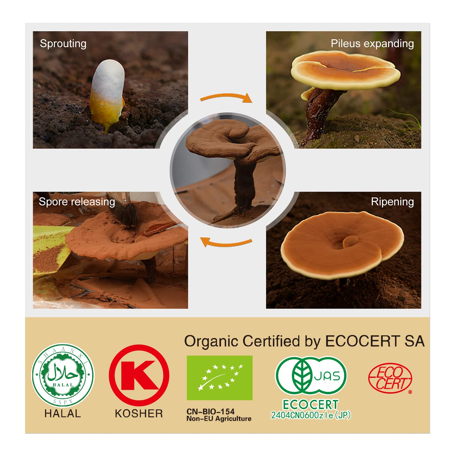 GANOHERB Reishi Mushroom Capsules 100g side view
