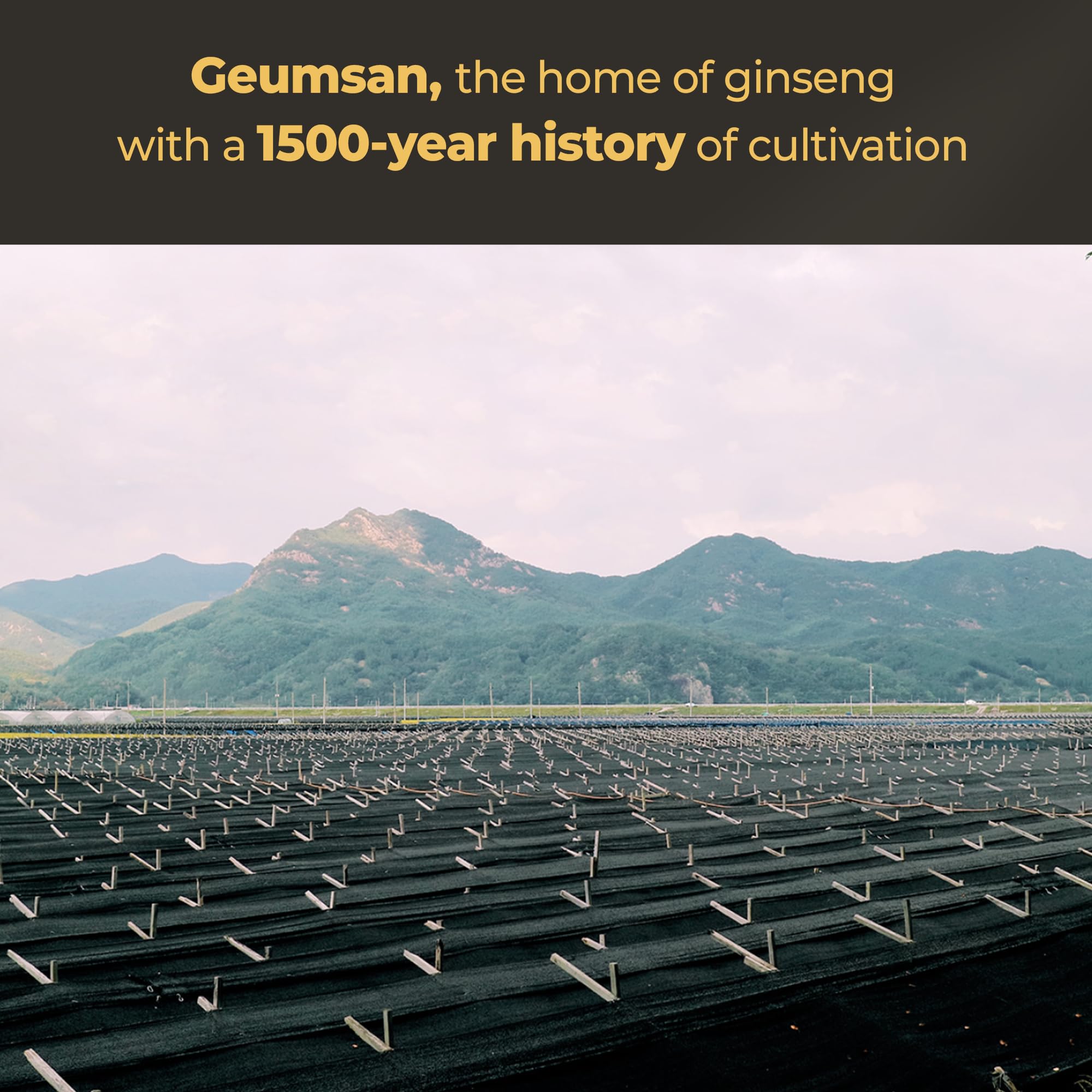 GeumHeuk Korean Black Ginseng 100% Pure supplement packaging