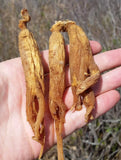 GinsengStoreAndMore Red Panax Ginseng roots close-up