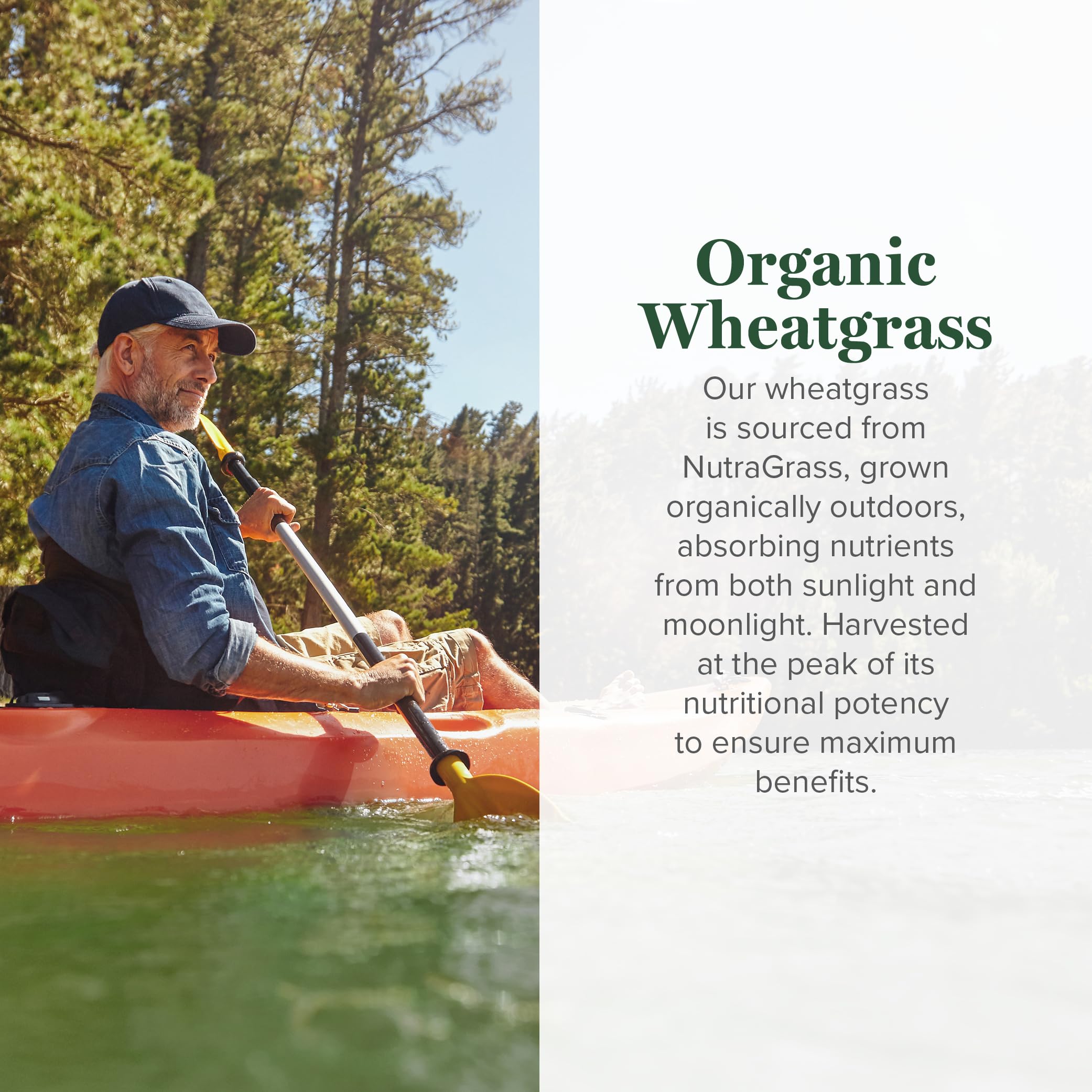 Global Healing Center Organic Wheatgrass Powder 179g nutritional information