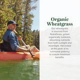 Global Healing Center Organic Wheatgrass Powder 179g nutritional information