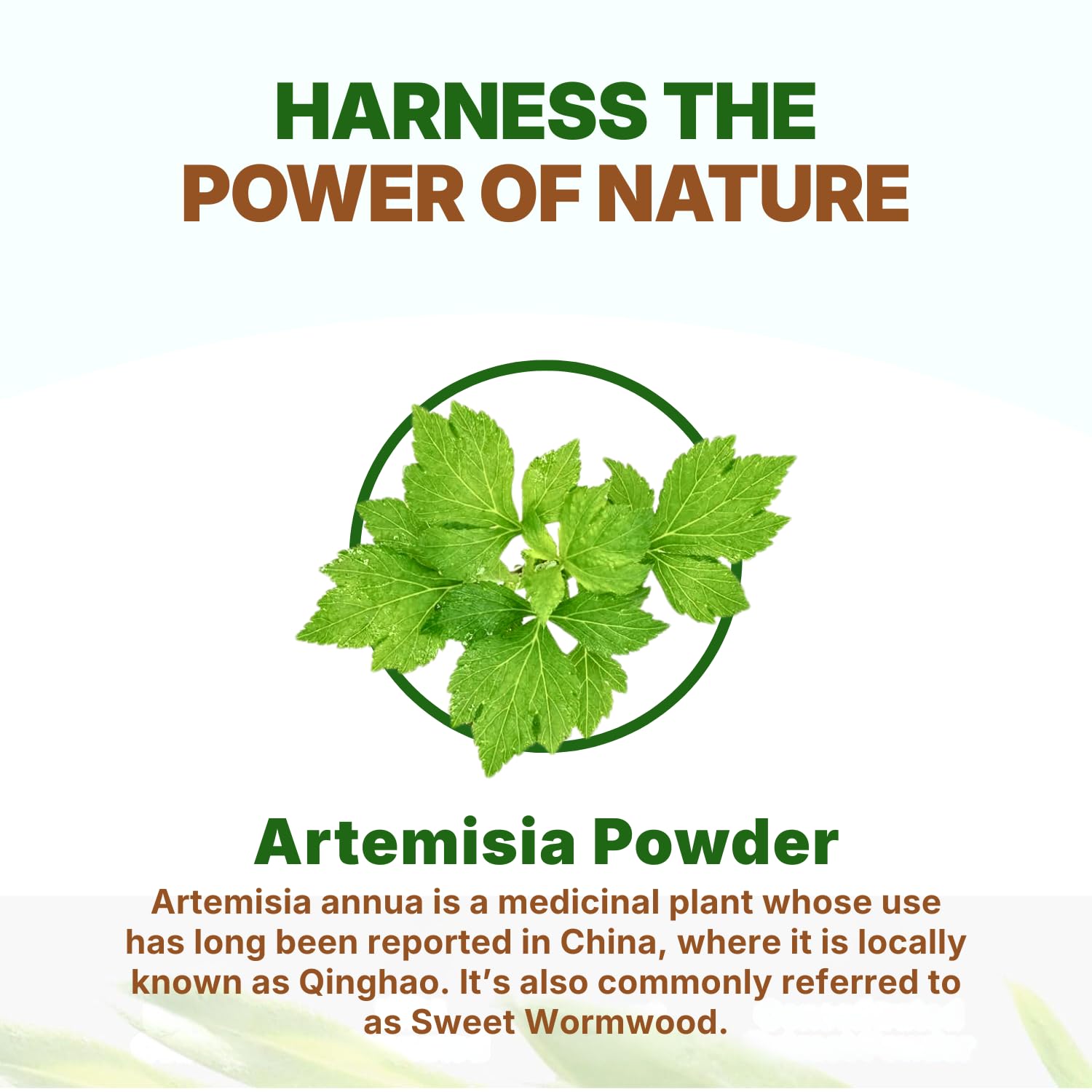 Go Nutra Sweet Wormwood Powder 240g with honey and tea