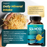GriMed Sea Moss Capsules showing capsule size