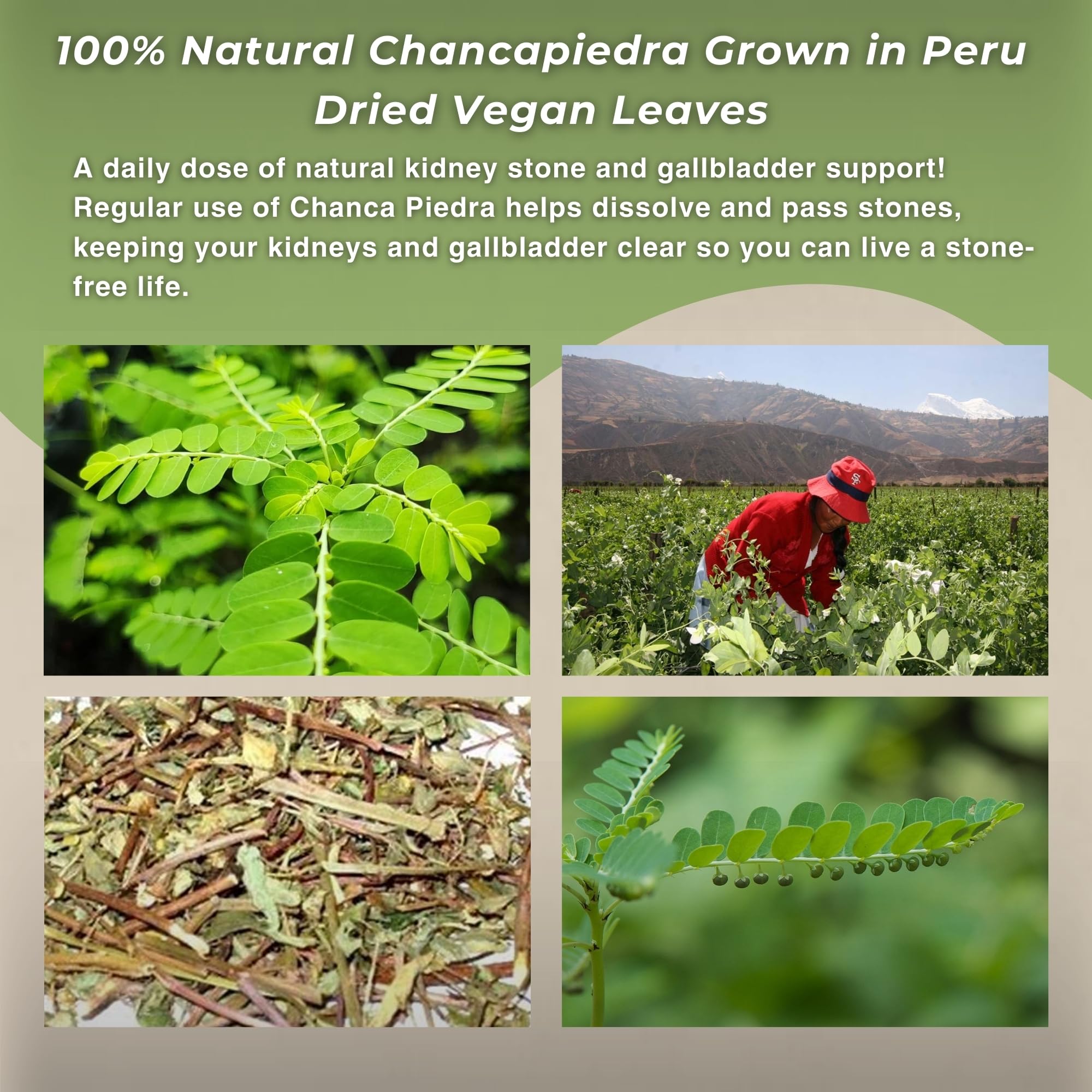 Hanan Chanca Piedra Herbal Tea with ingredients