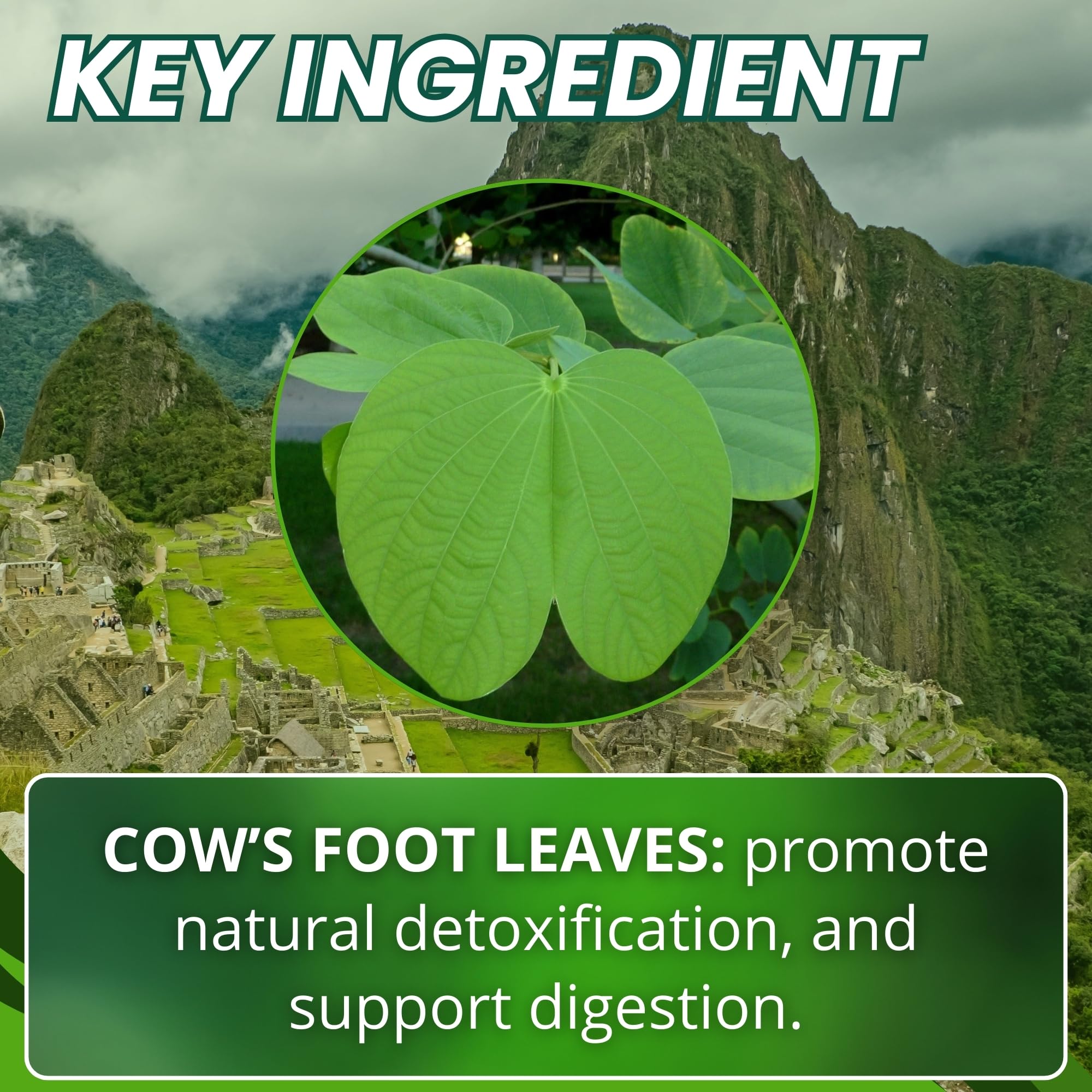 Hanan Pata de Vaca Capsules – back view with ingredient list