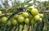 Harmony Nutraceuticals Amla With Turmeric & TriperineTM Capsules on a wooden table