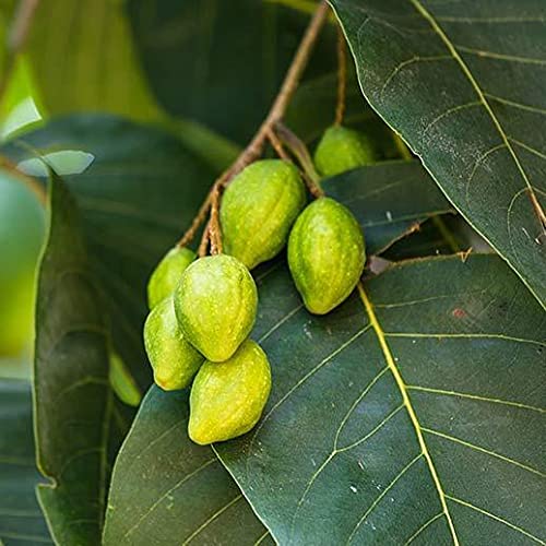 Harmony Nutraceuticals Haritaki Capsules with ingredients list