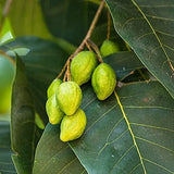 Harmony Nutraceuticals Haritaki Capsules with ingredients list