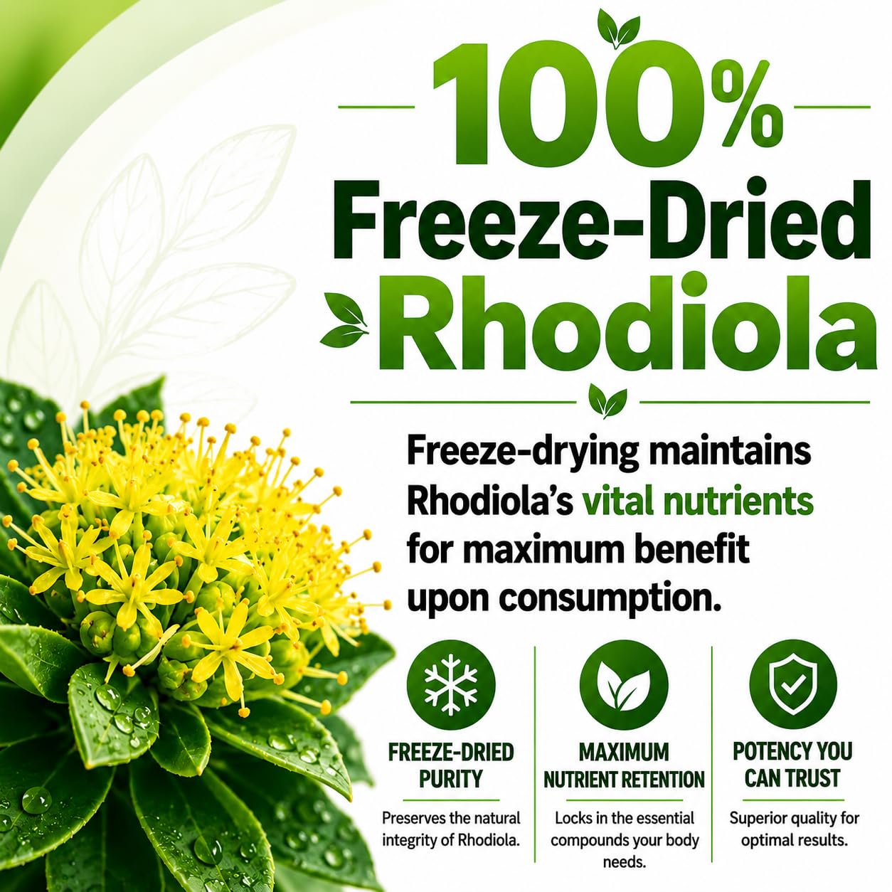 HCL HERBAL CODE LABS Rhodiola Rosea Capsules 500mg in hand