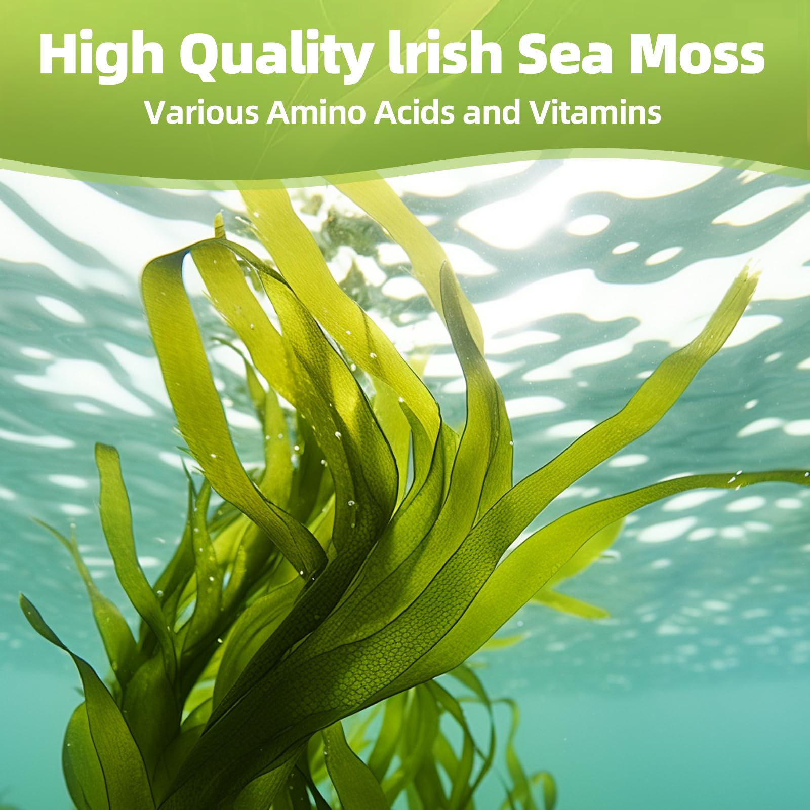 HEALOADING Sea Moss Capsules 350mg bottle with a measuring spoon