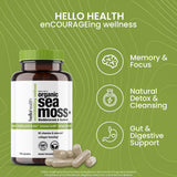 HELLO HEALTH Organic Sea Moss Capsules in hand