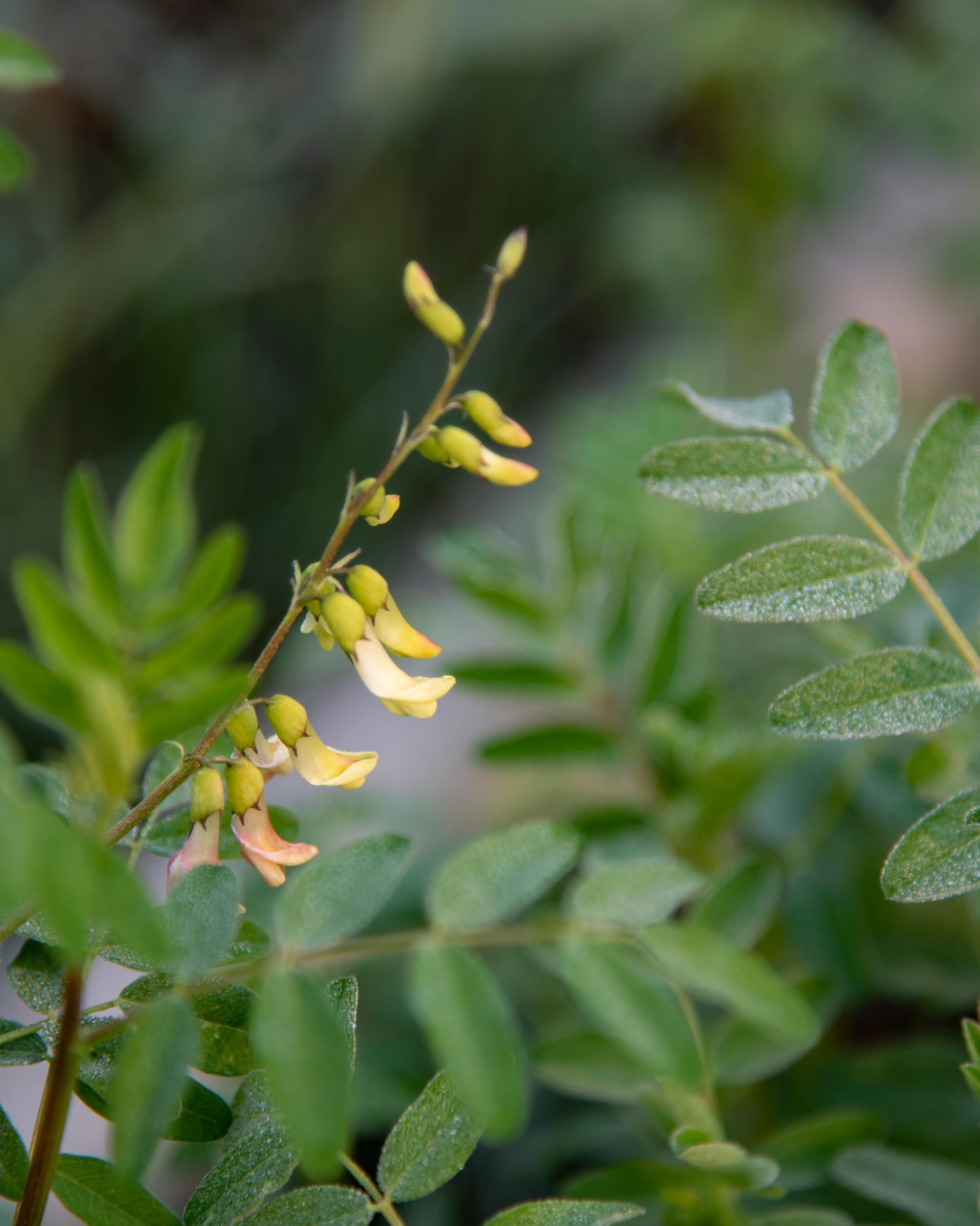 Herb Pharm Astragalus Extract 4 Ounce liquid bottle with ingredients list