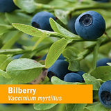 Herb Pharm Bilberry Extract ingredients list