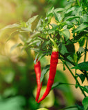 Herb Pharm Cayenne Extract 113g lifestyle image