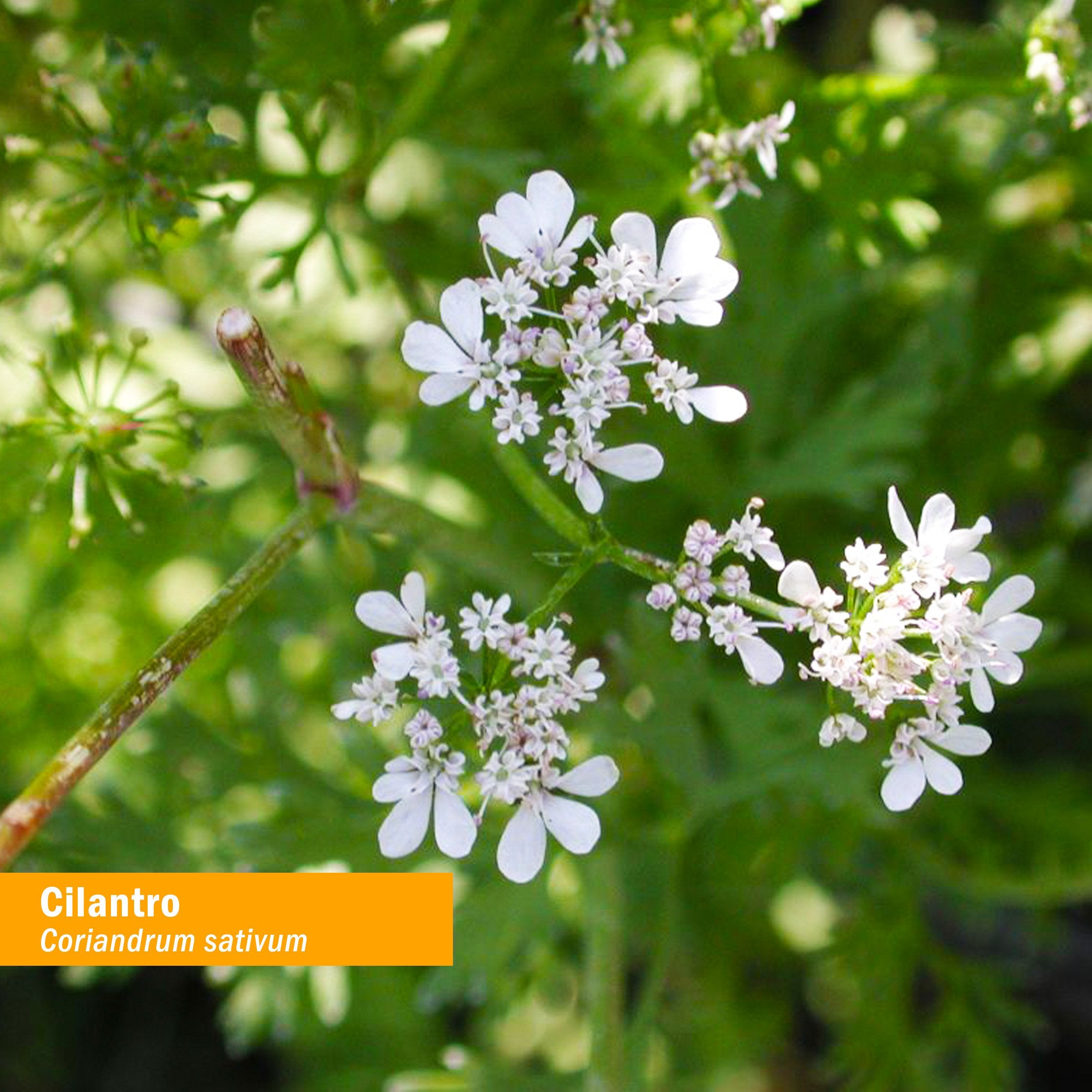 Herb Pharm Cilantro Extract liquid herbal supplement bottle side view