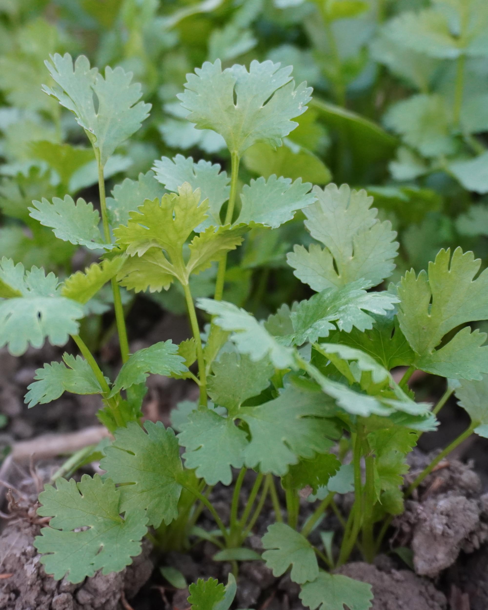 Herb Pharm Cilantro Extract liquid herbal supplement with fresh cilantro