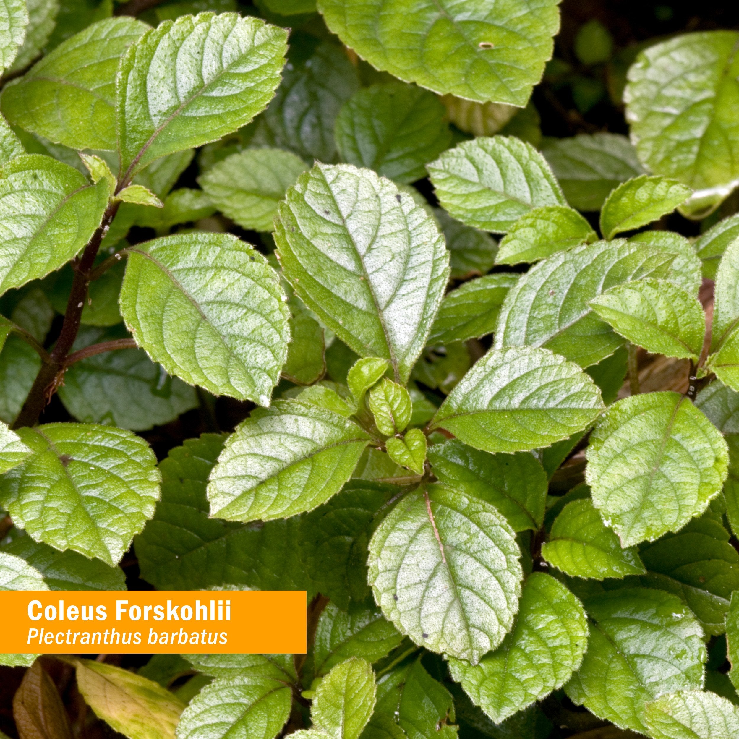 Herb Pharm Coleus Forskohlii Extract bottle with label