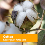 Herb Pharm Cotton Extract Echinacea 28g side view