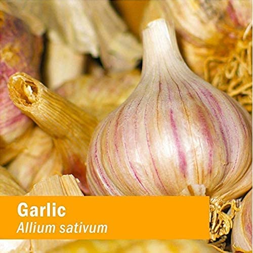 Herb Pharm Garlic Liquid Extract 113g lifestyle scene
