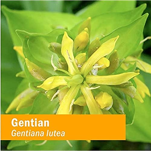 Herb Pharm Gentian Liquid Extract 28g ingredients list