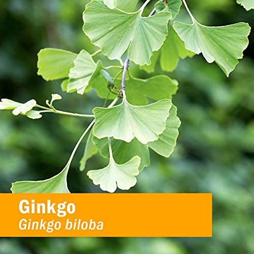 Herb Pharm Ginkgo Biloba Liquid Extract 113g lifestyle scene