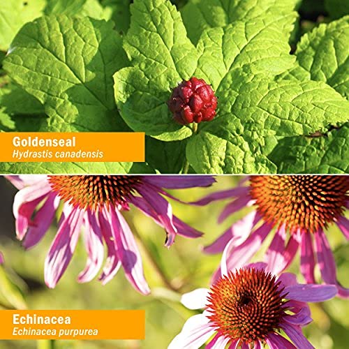 Herb Pharm Golden Echinacea Liquid Extract 113g packaging