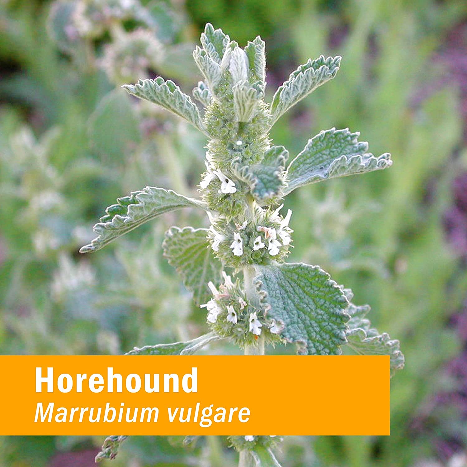 Herb Pharm Horehound Liquid Extract lifestyle usage