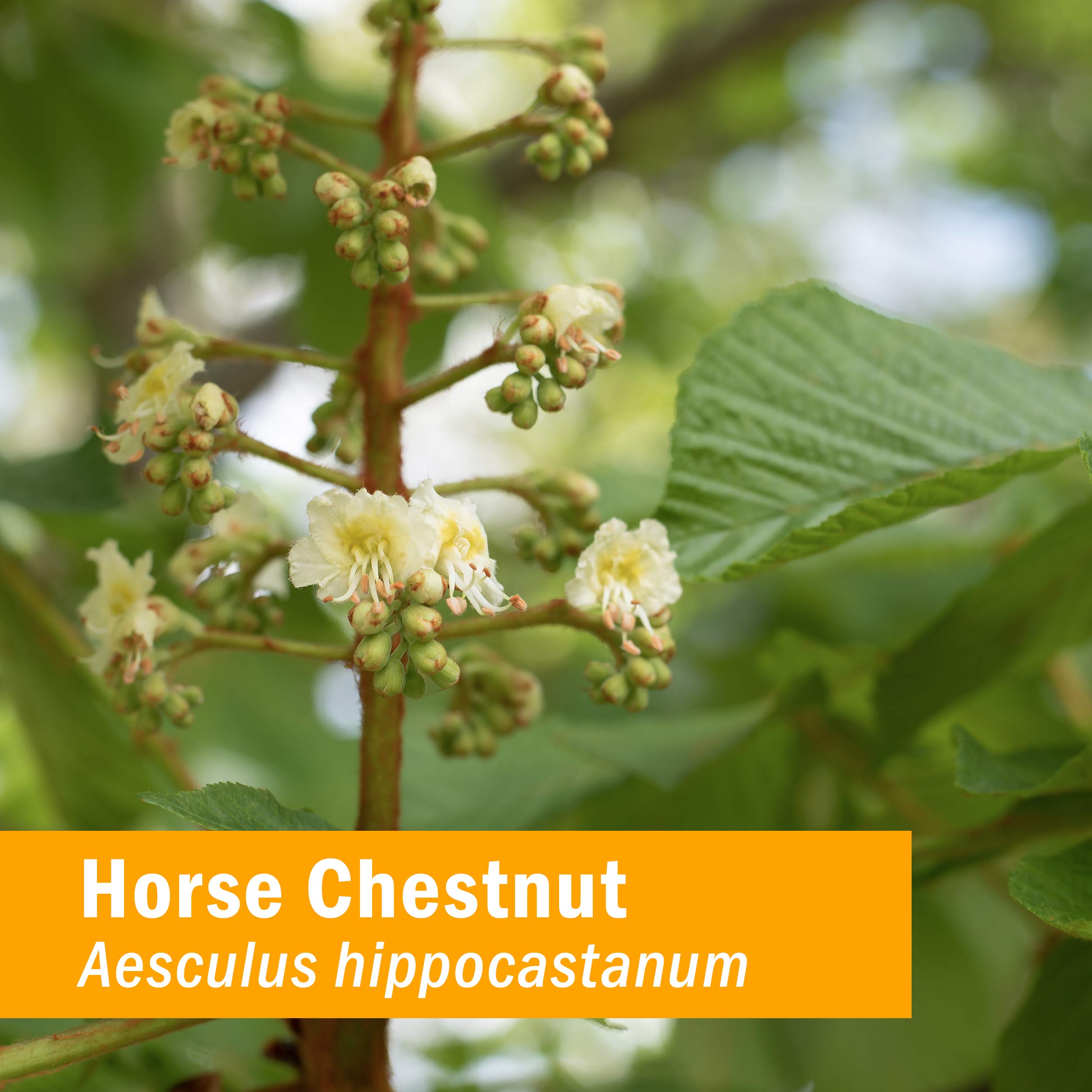 Herb Pharm Horse Chestnut Liquid Extract bottle with label