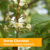 Herb Pharm Horse Chestnut Liquid Extract bottle with label