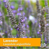 Herb Pharm Lavender Extract liquid texture