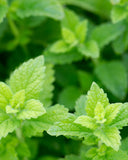 Herb Pharm Lemon Balm Alcohol-Free Glycerite with measuring spoon