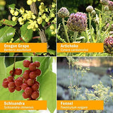 Herb Pharm Liver Health Herbal Formula ingredients list