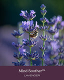 Herb Pharm Mind Soother Lavender Kava Kava Tincture with herbs