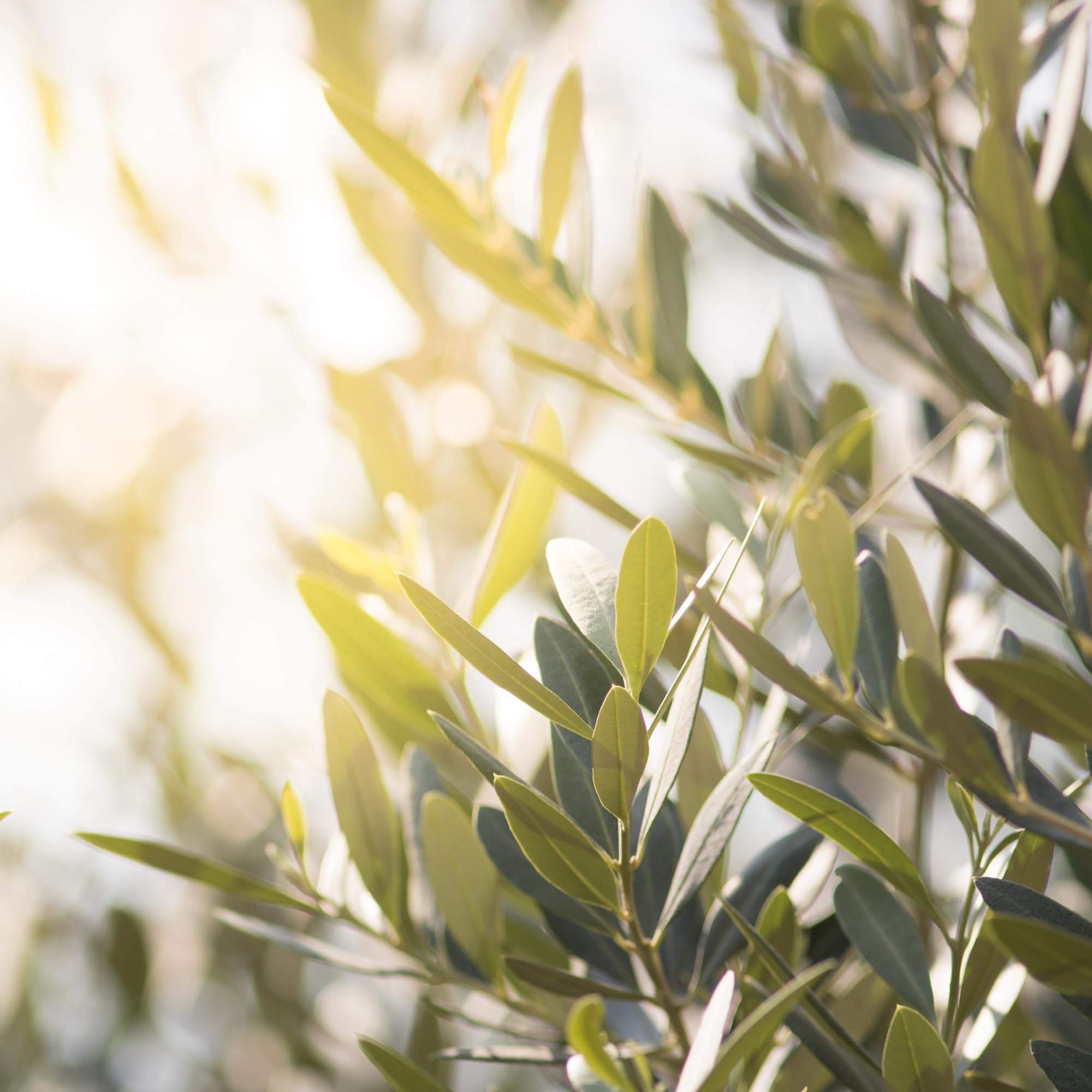 Herb Pharm Olive Leaf Extract in a lifestyle setting