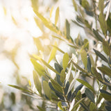 Herb Pharm Olive Leaf Extract in a lifestyle setting