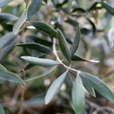Herb Pharm Olive Leaf Extract with fresh olive leaves