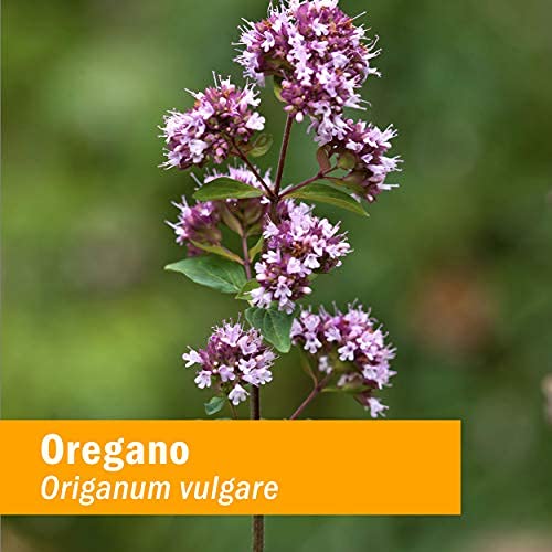 Herb Pharm Oregano Spirits Liquid Extract 113g in lifestyle setting