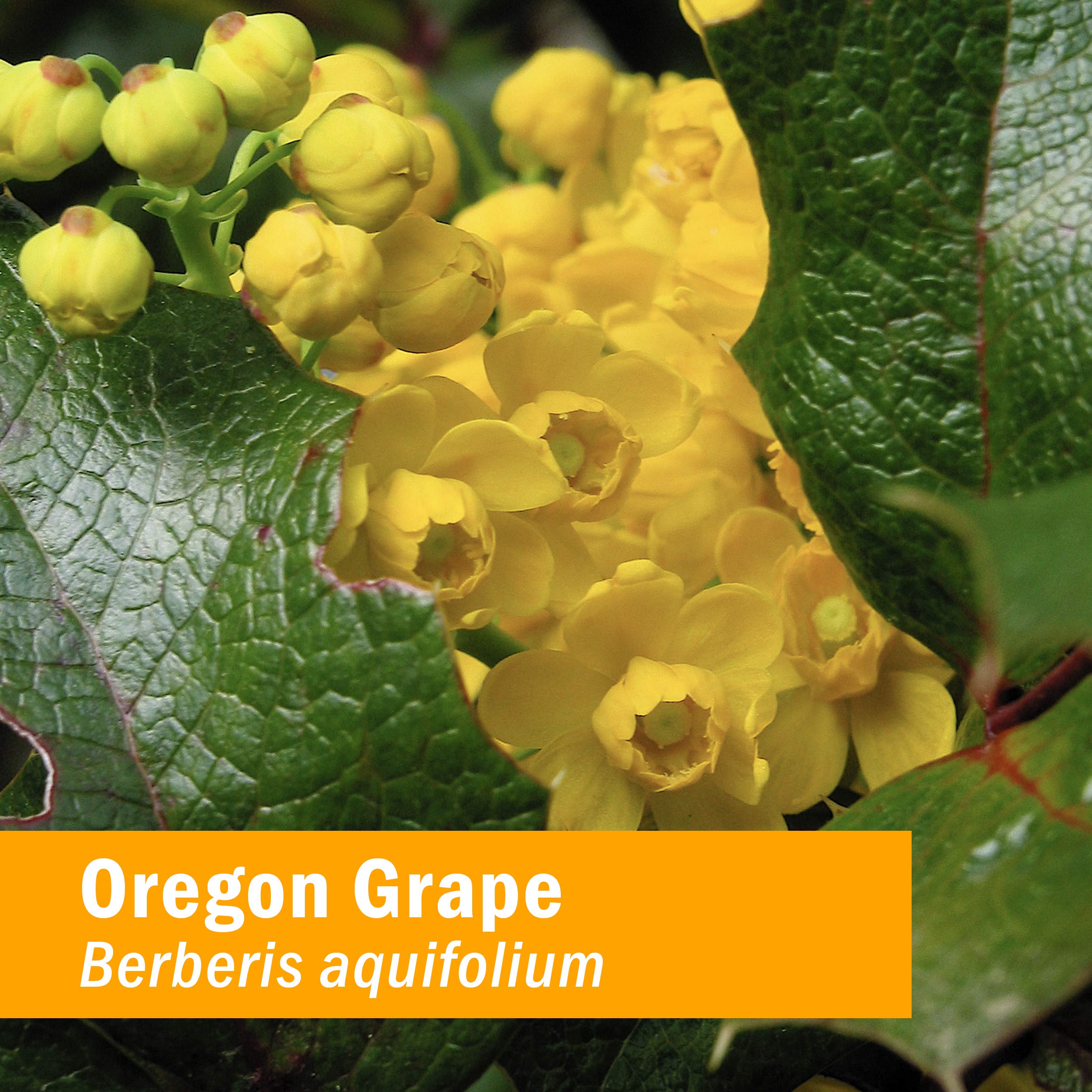 Herb Pharm Oregon Grape Extract 113g bottle back view