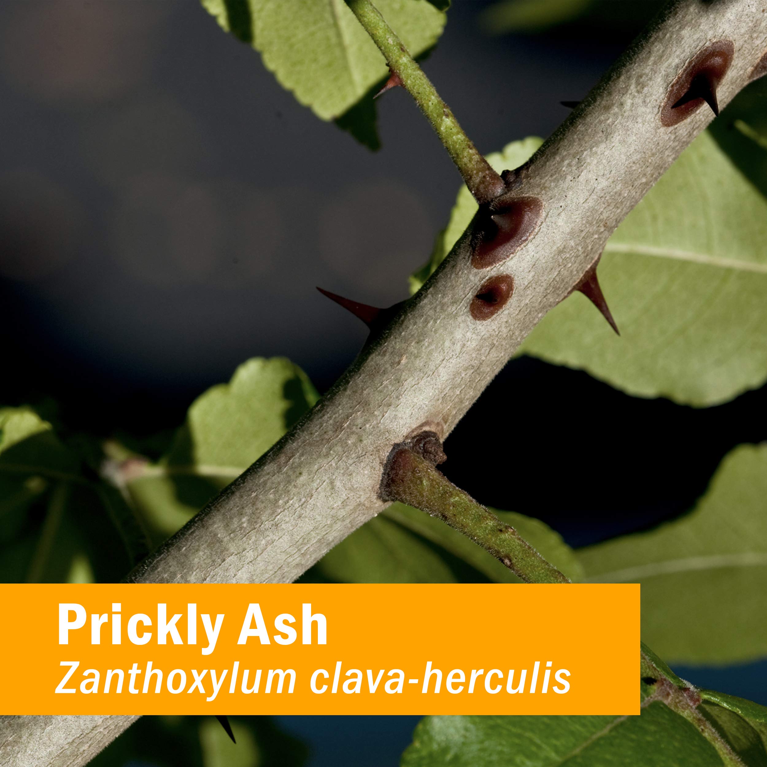 Herb Pharm Prickly Ash Extract 28g bottle side view
