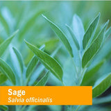 Herb Pharm Sage Liquid Extract 23g in lifestyle setting