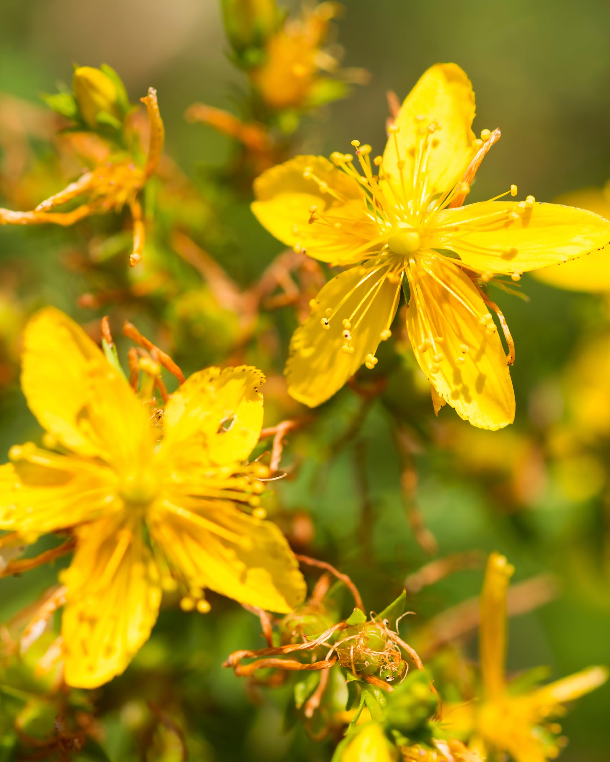 Herb Pharm St. John's Wort Liquid Extract 113g ingredients list