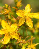 Herb Pharm St. John's Wort Liquid Extract 113g ingredients list