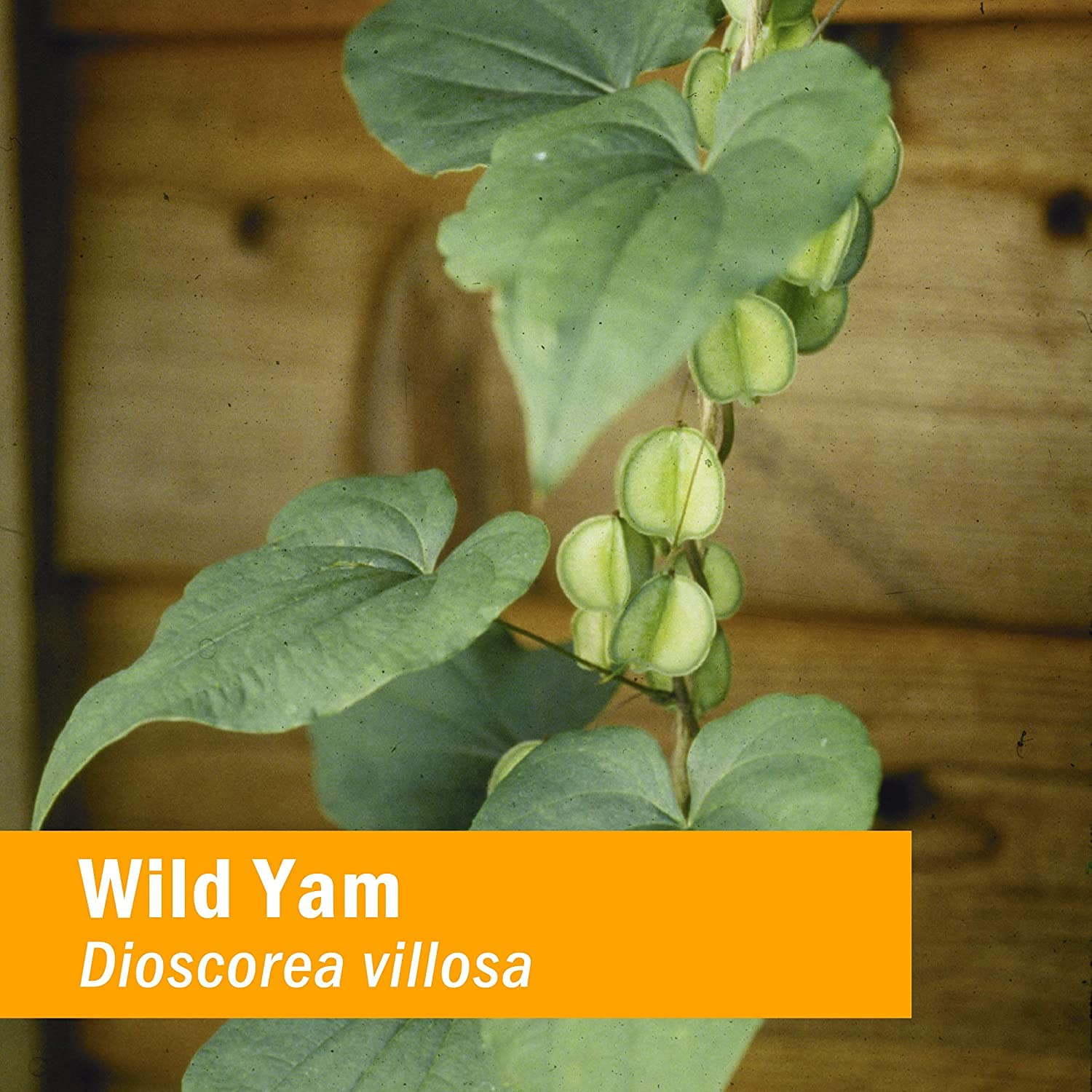 Herb Pharm Wild Yam Liquid Extract 28g ingredients list