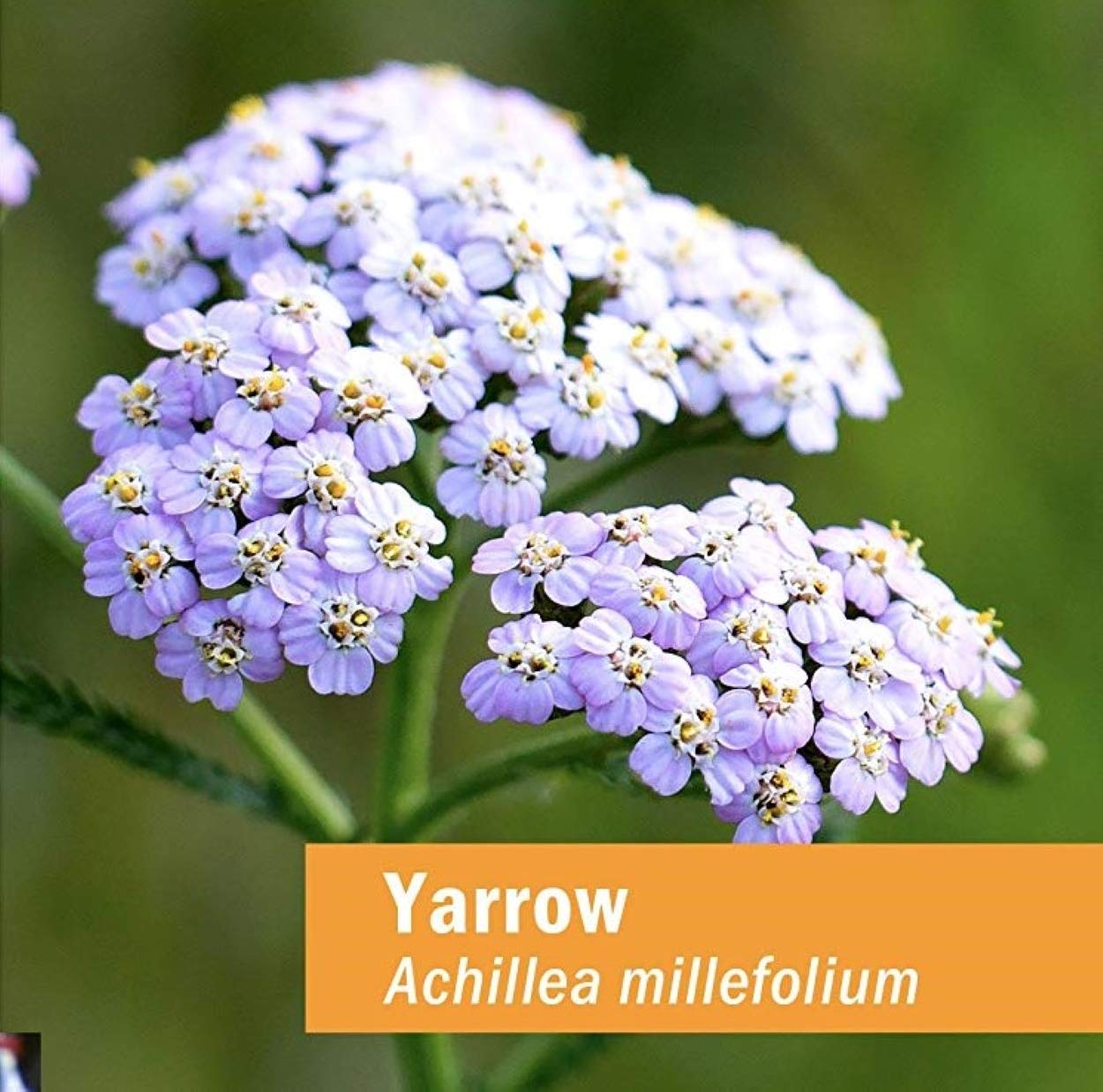 Herb Pharm Yarrow Extract 113g bottle side view