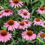 Herb To Body Echinacea Purpurea Powder 4oz close-up of fine powder
