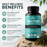 HerbaMe Organic Sea Moss capsules close-up