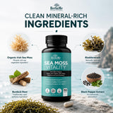 HerbaMe Organic Sea Moss supplement bottle with capsules