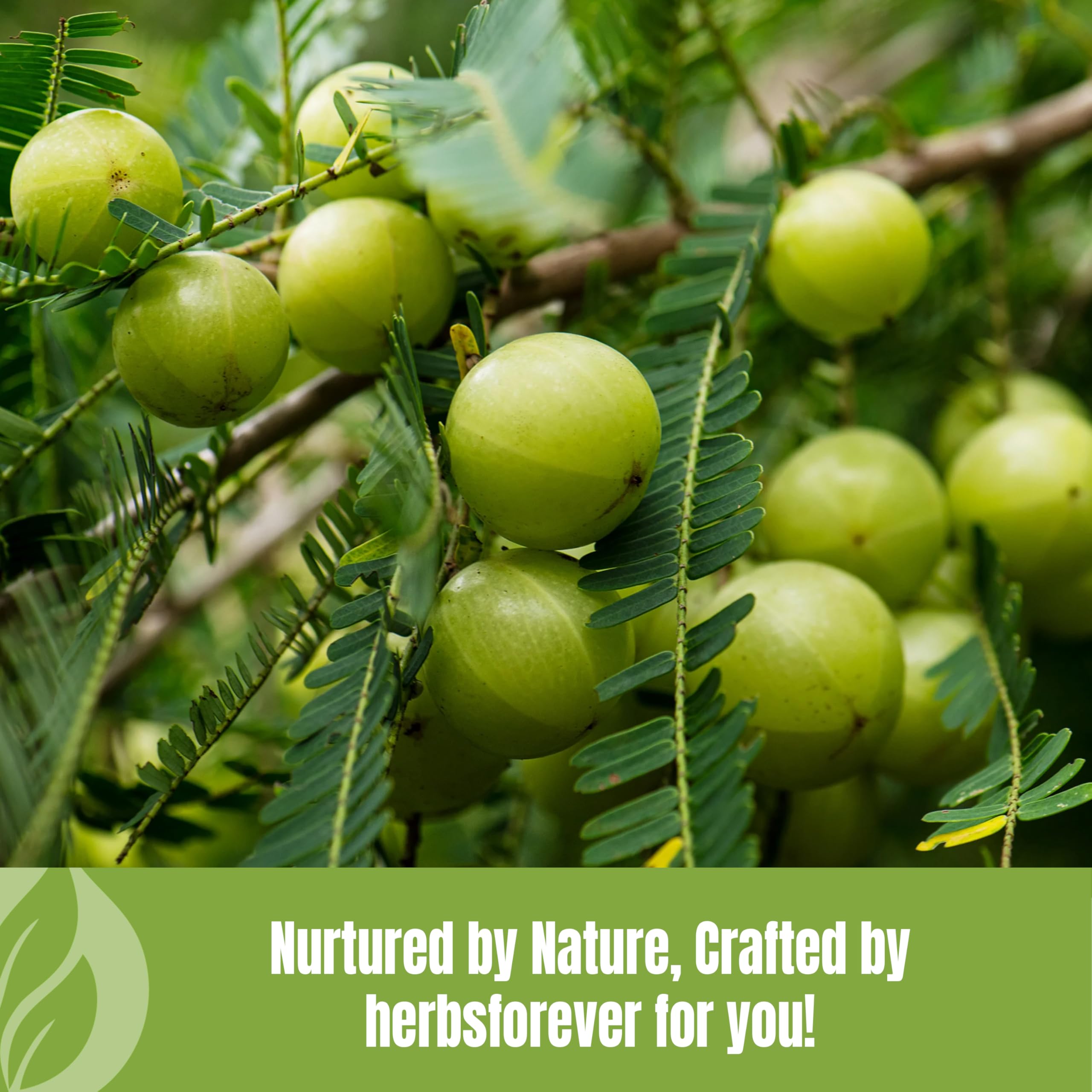Herbsforever Amla Powder 230g with fresh Amla fruits